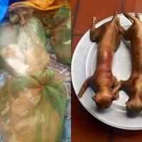 dipercaya-menangkal-nasib-buruk-daging-kucing-dijadikan-makanan-di-vietnam