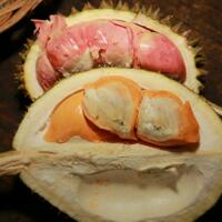 mengunjungi-kampung-durian-merah-di-songgon