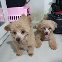 poodle-lover039s