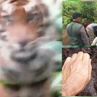 ditembak-bius-harimau-bonita-sempat-muntah-muntah-tapi-lolos-ini-kronologisnya