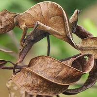 10-foto-kamuflase-hewan-paling-sempurna-bisakah-melihat-mereka-dalam-hitungan-detik