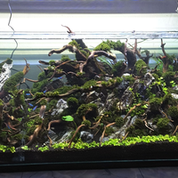 aquascape-for-everyone-learning-and-sharing---part-3