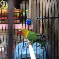 lovebird-lovers---part-1