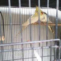 8776877698299829-penggemar-cockatiel---falck---parkit-australi-9829982987768776