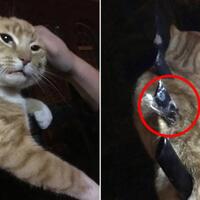 bak-mitos-kucing-punya-9-nyawa-skittles-tetap-hidup-meski-tubuhnya-menancap-di-pagar