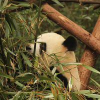 selain-gemas-ternyata-panda-bisa-menetralkan-racun-mematikan-ini-loh