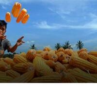 produksi-meningkat-tgb-apresiasi-petani-jagung-di-sumbawa