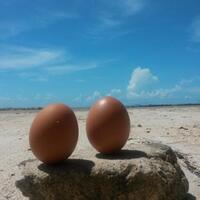 5-hal-menarik-hari-tanpa-bayangan-ada-tradisi-telur-berdiri-di-pontianak