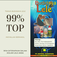 cara-tepat-budidaya-ikan-lele-hasil-panen-lebih-cepat--melimpah