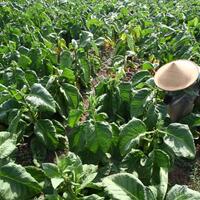 ancam-pasokan-bahan-baku-pembatasan-impor-tembakau-belum-diterapkan