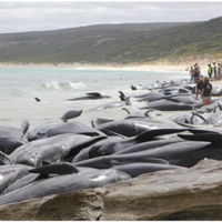 lebih-dari-140-paus-mati-terdampar-di-australia