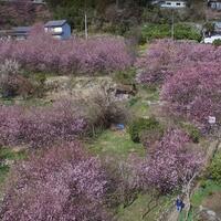 mengintip-1000-pohon-yukiwari-sakura-di-gunung-soda
