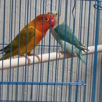 lovebird-lovers---part-1