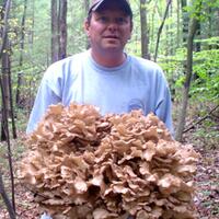 mengenal-lebih-dekat-jamur-maitake--jamur-lezat-pembunuh-sel-kanker