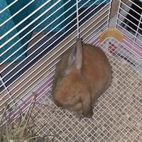 rcc-rabbit-lover---part-3