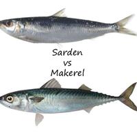 sarden-vs-makerel
