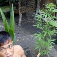 naim-tanam-pohon-ganja-di-belakang-rumahnya-katanya-untuk-dikonsumsi-sendiri