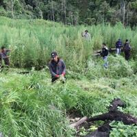 petugas-temukan-satu-hektare-ladang-ganja-di-bengkulu