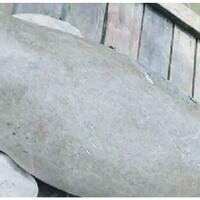 dugong-terlihat-di-perairan-pulau-kera-dan-laut-sulamu-kupang