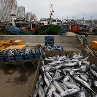 2019-pemprov-dki-bangun-pelabuhan-induk-muara-angke