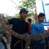 biawak-raksasa-dengan-panjang-22-meter-dan-berat-21-kilogram-gergerkan-warga-cirebon