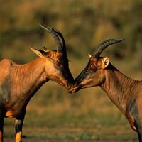 fakta-hewan-antelope-yang-bikin-salman-khan-di-penjara