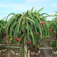 kiat-jitu-budidaya-buah-naga