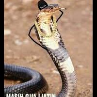 ngeri-selain-pelihara-king-kobra-amar-pelihara-ular-derik