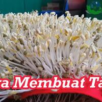 cara-menanam-toge-untuk-konsumsi-sendiri