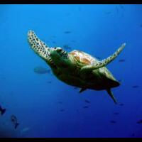 21-ekor-penyu-mati-di-pesisir-pantai-paloh-pemicunya-bikin-miris