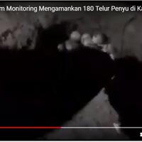 tim-monitoring-amankan-180-telur-penyu-di-desa-barugaia-selayar