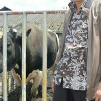 pasca-keluar-uni-eropa-inggris-stop-expor-hewan-untuk-disembelih