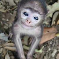 rocky-gerung-kalian-masih-anggap-fiksi-itu-kebohongan