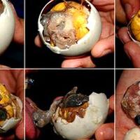 10-makanan-aneh-berharga-fantastis-ini-digemari-oleh-para-miliarder