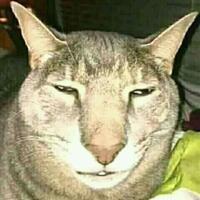 10-spesies-kucing-liar-di-berbagai-dunia