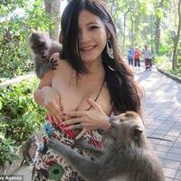 uniknya-monyet-jepang-bermuka-merah-yang-suka-sekali-berendam-di-air-panas