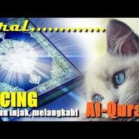 video-kucing-tak-mau-melangkahi-al-qur-an