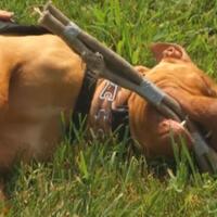 there-was-blood-everywhere--another-washington-city-bans-pit-bulls