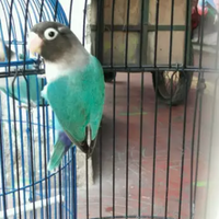 lovebird-lovers---part-1