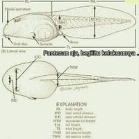 dahnil-muhammadiyah-yang-disebut-rocky-gerung-itu-fiksi-bukan-alquran