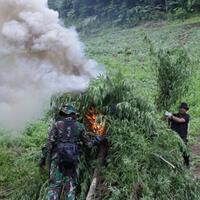 bnn-musnahkan-33-ton-ganja-siap-panen