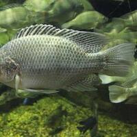 masyarakat-papua-mengembalikan-ikan-mujair-menjadi-ikan-laut