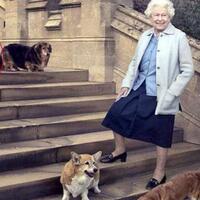 ratu-elizabeth-kehilangan-anjing-terakhirnya-willow-inikah-akhir-dinasti-corgi