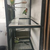 lovebird-lovers---part-1