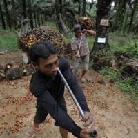 bantah-isu-deforestasi-sawit-akan-masuk-sebagai-tanaman-kehutanan