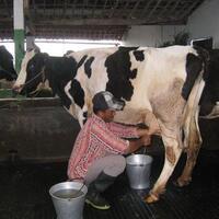 kementan-penentuan-harga-susu-harus-perhatikan-komponen-produksi-peternak