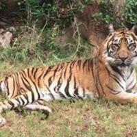 terkam-ternak-di-kebun-harimau-resahkan-warga-renah-pemetik