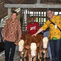 ikut-program-pemerintah-sapi-milik-peternak-muda-di-sleman-lahirkan-kembar-3