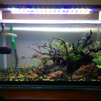 aquascape-for-everyone-learning-and-sharing---part-3