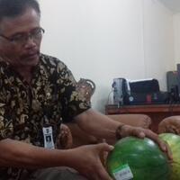 geger-temuan-semangka-berbusa-dan-keluarkan-gelembung-di-bogor